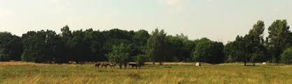 Landscape photo of Suffolk countryside